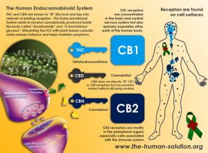 Endokanabinoidny-system-tela