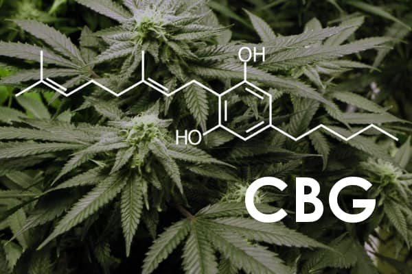 CBG - Cannabigerol, praotec všech kanabinoidů?!