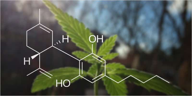 Vysoké dávky CBD jsou bezpečné