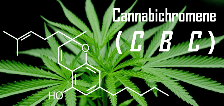 Co je CBC (Cannabichromen) ?