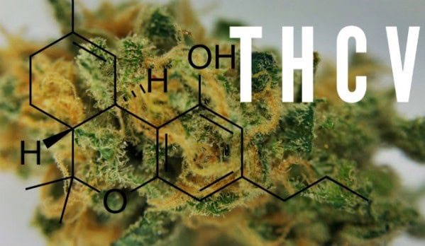 Co je THCV? (tetrahydrocannabivarin)