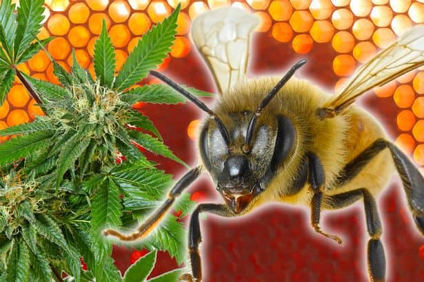 Včely produkující med s THC