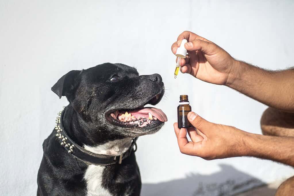 CBD pro psy: vše, co potřebujete vědět 2 CBD pro psy: vše, co potřebujete vědět