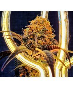 SKITTLEZ GLASS EDITION, 9% CBD, 7g