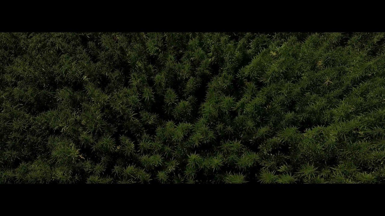 Jak užívat CBD: Kompletní průvodce