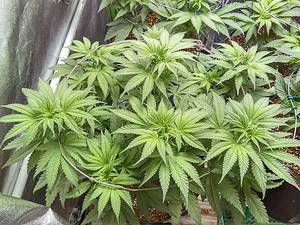 CBD a vzácný kanabinoid kanabidivarin CBDV jsou velkým příslibem pro léčbu poruch autistického spektra