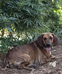 Alternative view of CBD konopný olej pro zvířata 5%, 1500 mg, 30ml