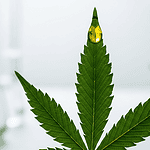 Obrázek k článku: Nová naděje v léčbě anorexie? Studie odhaluje potenciál CBD ve zvýšení BMI