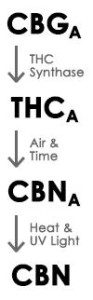 Co je THCV? (tetrahydrocannabivarin)