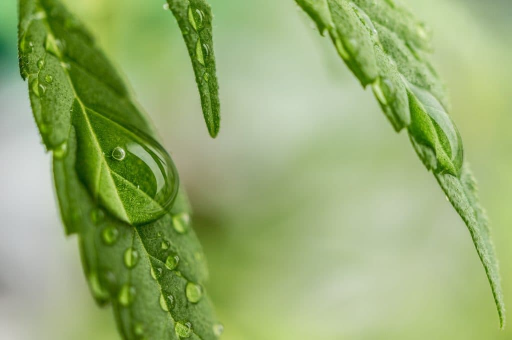 “Full” spectrum vs “Broad” spectrum vs CBD izolát: Rozdíl vysvětlen! 2 “Full” spectrum vs “Broad” spectrum vs CBD izolát: Rozdíl vysvětlen!